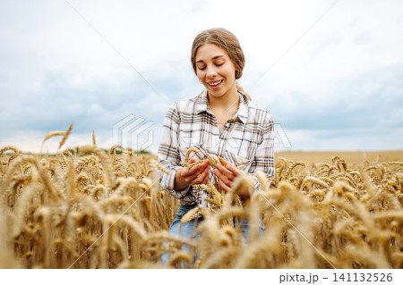 Agronomist holds ears of wheat, check quality of wheat grain. Agriculture food industry. Agronomist holds ears of wheat, check quality of wheat grain. Agriculture food industry. 141132526