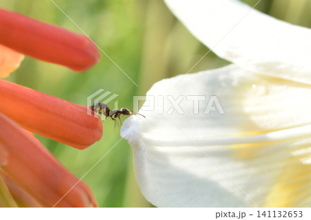 Black garden ant. Black garden ant. 141132653