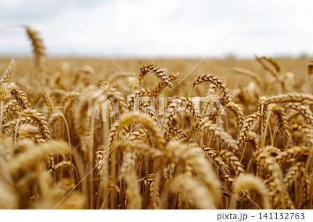 Close-up of ears of wheat. Background of ripening wheat field. Growing character of the character. Close-up of ears of wheat. Background of ripening wheat field. Growing character of the character. 141132763