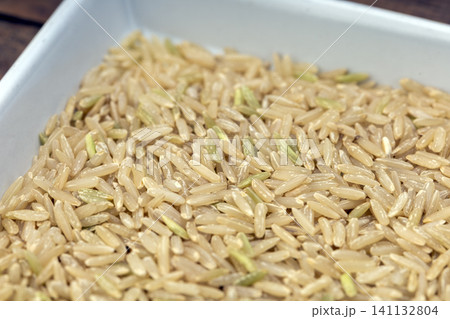 Hommali brown rice and white hommali rice grains close-up on white plate, soft background blur, food ingredient concept for Thai jasmine rice nutrition Hommali brown rice and white hommali rice grains close-up on white plate, soft background blur, food ingredient concept for Thai jasmine rice nutrition 141132804