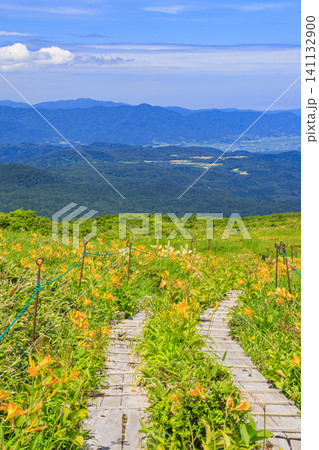 月山 弥陀ヶ原湿原の満開のニッコウキスゲ 月山 弥陀ヶ原湿原の満開のニッコウキスゲ 141132900