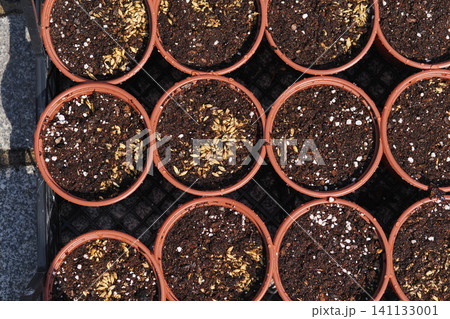 Vibrant garden pots waiting for new sprouts in sunlight Vibrant garden pots waiting for new sprouts in sunlight 141133001