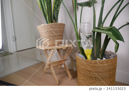 DIY Self-Watering Bottle Insert In Indoor Plant Pot For Easy Plant Watering And Care DIY Self-Watering Bottle Insert In Indoor Plant Pot For Easy Plant Watering And Care 141133023
