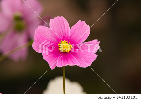 赤紫色の可憐な秋桜 赤紫色の可憐な秋桜 141133185