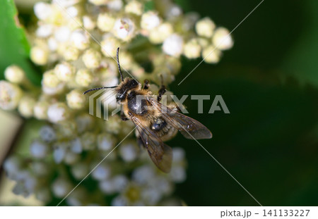 Solitary Bee Covered in Pollen Grains Close-Up Macro of a Wild Pollinator Solitary Bee Covered in Pollen Grains Close-Up Macro of a Wild Pollinator 141133227