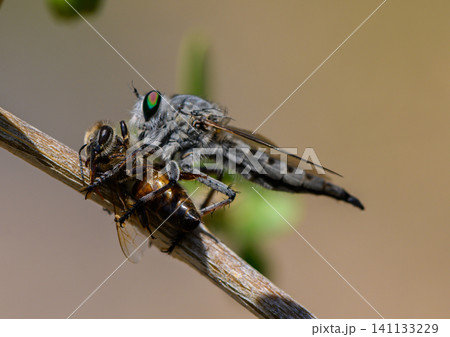 Robber Fly Holding a Bee on Tree Branch, Macro Photography Robber Fly Holding a Bee on Tree Branch, Macro Photography 141133229
