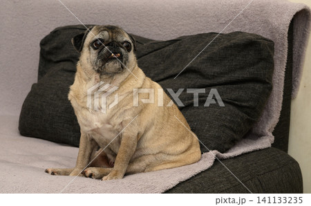 Elderly pug sitting on couch with hopeful look, waiting for food Elderly pug sitting on couch with hopeful look, waiting for food 141133235
