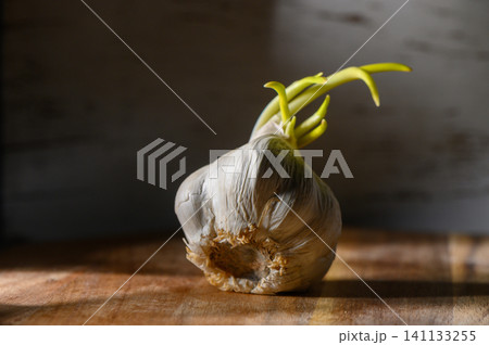 Sprouting garlic nestled on a rustic wooden surface capturing the beauty Sprouting garlic nestled on a rustic wooden surface capturing the beauty 141133255