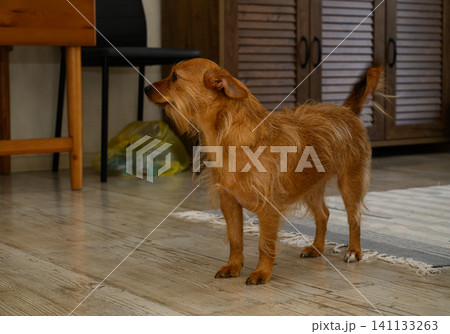 Small red terrier dog standing indoors Small red terrier dog standing indoors 141133263