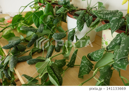 Houseplants grow on a wooden shelf in a home setting Houseplants grow on a wooden shelf in a home setting 141133669
