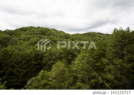 A forest with trees and a cloudy sky 141133717