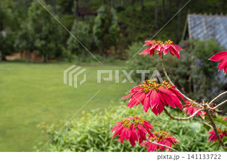 Vibrant red poinsettia flowers blooming in a lush green garden in Dalat Vietnam with a blurred lawn and trees in the background. 141133722