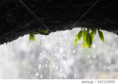Water droplets fall from rocks near green leaves 141133943