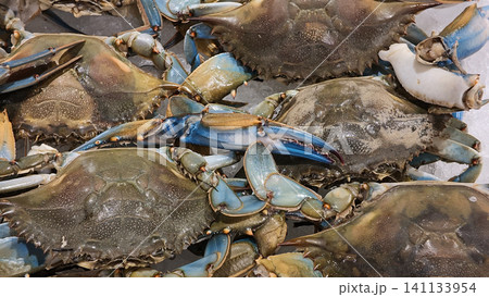 Crabs gathered together on a surface in a market Crabs gathered together on a surface in a market 141133954