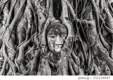 A statue of Buddha is carved into a tree trunk A statue of Buddha is carved into a tree trunk 141134047