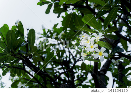 White plumeria flowers blooming among lush green leaves in a tropical garden White plumeria flowers blooming among lush green leaves in a tropical garden 141134130