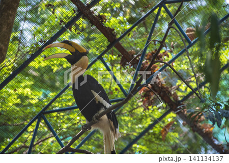 Great hornbill perched on a tree branch inside an aviary enclosure Great hornbill perched on a tree branch inside an aviary enclosure 141134137
