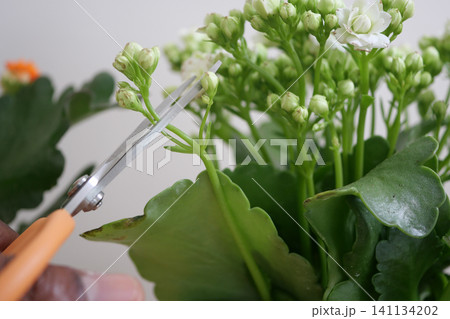Pruning flowers to promote healthy plant growth indoors Pruning flowers to promote healthy plant growth indoors 141134202