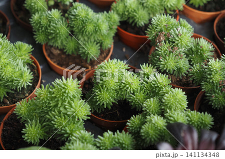 Sedum succulents in orange pots on a table 141134348