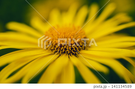 Chamomile flower with blurred background. Chamomile flower with blurred background. 141134589