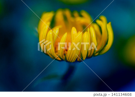 Chamomile flower with blurred background. Chamomile flower with blurred background. 141134608