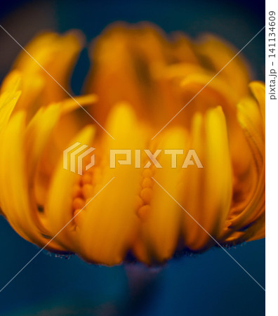 Chamomile flower with blurred background. Chamomile flower with blurred background. 141134609