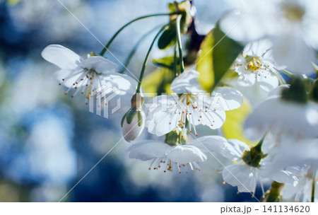 Spring blossom tree with blurred background. 141134620