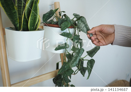 Person waters indoor plants in a home setting Person waters indoor plants in a home setting 141134687