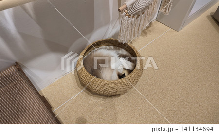Cat sleeps in cozy basket at home on soft floor Cat sleeps in cozy basket at home on soft floor 141134694