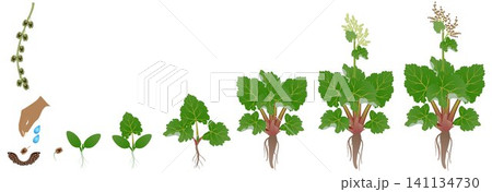 Cycle of growth of a rhubarb plant isolated on a white background. Cycle of growth of a rhubarb plant isolated on a white background. 141134730