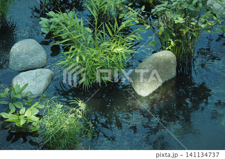 Greenery around tranquil water in nature Greenery around tranquil water in nature 141134737