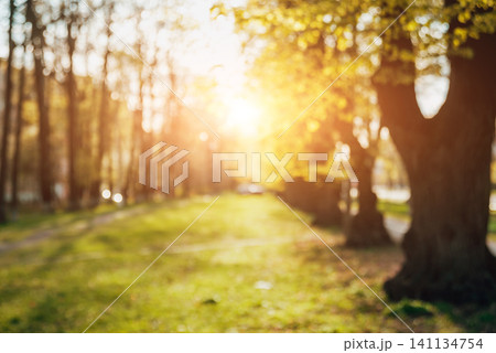 Green city park. Alley bokeh background Green city park. Alley bokeh background 141134754