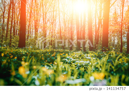 Rays of light in the forrest Rays of light in the forrest 141134757