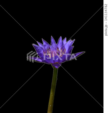 Purple water lily flower stem black background studio botanical bloom Purple water lily flower stem black background studio botanical bloom 141134782