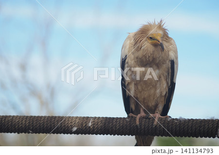Solitary Egyptian Vulture Perched on Rope Against Pale Blue Sky, Wildlife Bird Portrait  141134793