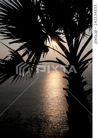 Tropical Palm Leaf Silhouette Over Ocean Sunset Tropical Palm Leaf Silhouette Over Ocean Sunset 141134833