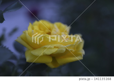 Beautiful large yellow rose in the garden. A large rosebud. Tea rose. Beautiful large yellow rose in the garden. A large rosebud. Tea rose. 141135168