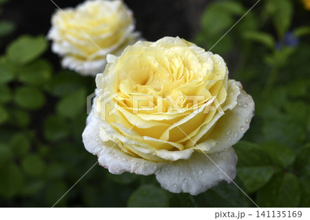 Beautiful large yellow rose in the garden. A large rosebud. Tea rose. Beautiful large yellow rose in the garden. A large rosebud. Tea rose. 141135169