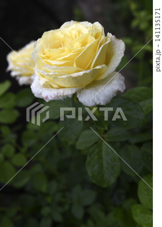 Beautiful large yellow rose in the garden. A large rosebud. Tea rose. Beautiful large yellow rose in the garden. A large rosebud. Tea rose. 141135171