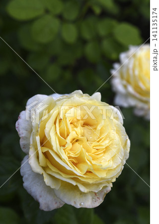 Beautiful large yellow rose in the garden. A large rosebud. Tea rose. Beautiful large yellow rose in the garden. A large rosebud. Tea rose. 141135174