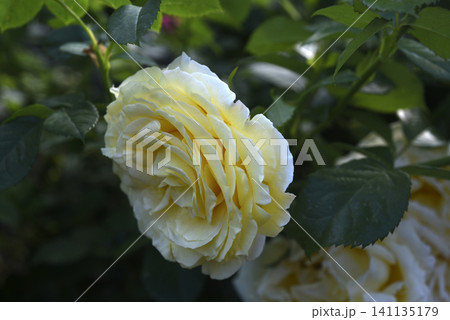 Beautiful large yellow rose in the garden. A large rosebud. Tea rose. Beautiful large yellow rose in the garden. A large rosebud. Tea rose. 141135179