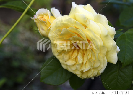 Beautiful large yellow rose in the garden. A large rosebud. Tea rose. Beautiful large yellow rose in the garden. A large rosebud. Tea rose. 141135181