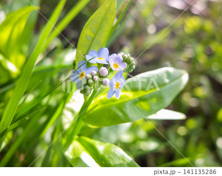 Close-up of blue forget-me-not flowers blooming Close-up of blue forget-me-not flowers blooming 141135286