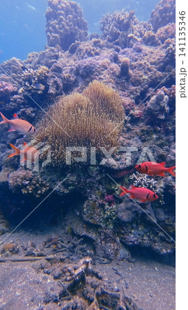 Blotcheye Soldierfish (Myripristis berndti), also commonly known as the Bigscale Soldierfish swimming next to a diverse coral formation. Dauin, Philippines Blotcheye Soldierfish (Myripristis berndti), also commonly known as the Bigscale Soldierfish swimming next to a diverse coral formation. Dauin, Philippines 141135346