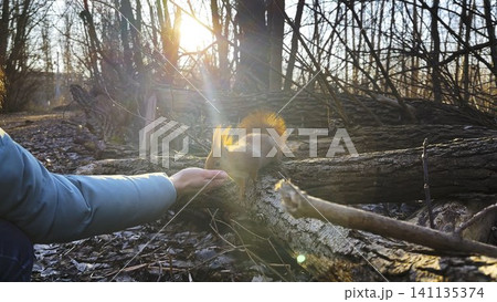 Wild fluffy squirrel taking nuts from female arm and gnawing it at sunny forest. Cute rodent eating food from hand of young girl at autumn woodland. Woman feeding hungry small sciurus outdoor Wild fluffy squirrel taking nuts from female arm and gnawing it at sunny forest. Cute rodent eating food from hand of young girl at autumn woodland. Woman feeding hungry small sciurus outdoor 141135374