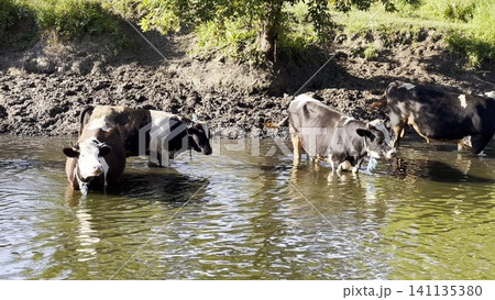 Small herd of cows stands in a shallow river, cooling off on a hot summer day. The calm water reflects the sunlight as the animals rest and seek relief from the heat in a peaceful rural landscape Small herd of cows stands in a shallow river, cooling off on a hot summer day. The calm water reflects the sunlight as the animals rest and seek relief from the heat in a peaceful rural landscape 141135380