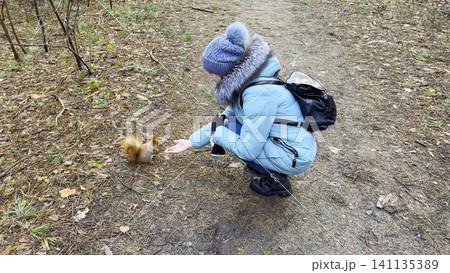 Young girl feeding cute rodent nuts at autumn woodland. Wild fluffy squirrel taking nuts from female arm and gnawing it at forest. Cute rodent eating food from hand outdoor. Slow motion Young girl feeding cute rodent nuts at autumn woodland. Wild fluffy squirrel taking nuts from female arm and gnawing it at forest. Cute rodent eating food from hand outdoor. Slow motion 141135389