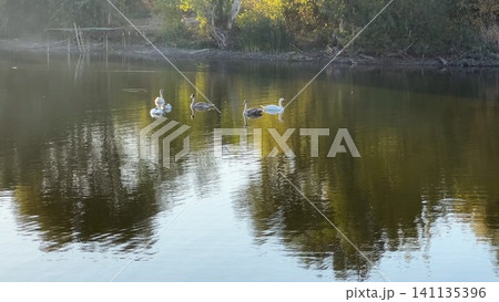 Beautiful swans floating at lake on summer day. Golden light reflects from water surface creating soft shimmering highlights around birds. The scene conveys serenity and peaceful beauty of nature 141135396