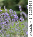 Beautiful lavender field. Purple flower background. Blooming Lavender Flowers. Blossom violet aromatic plants. Soft Focused Purple Lavender Flowers. 141135463