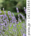 Beautiful lavender field. Purple flower background. Blooming Lavender Flowers. Blossom violet aromatic plants. Soft Focused Purple Lavender Flowers. 141135464
